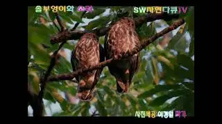 솔부엉이 울음소리:Brown hawk-owl_(사진재공:작가:이경일)_SW자연TV:자연의소리_글편집 영상감독 이상웅
