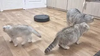 Dad cat mom cat and kitten meet a new friend Cats vs robot vacuum cleaner
