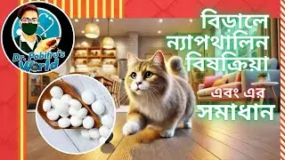 বিড়ালের ন্যাপথালিন বিষক্রিয়া, লক্ষণ ও চিকিৎসা || Naphthalene Toxicity in Cats || Dr. Pobitro