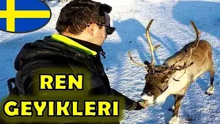 ELİMLE REN GEYİĞİ BESLEDİM | İSVEÇ YERLİLERİ SAMİLER | SAMİ KAMPI ve SAMİ KÜLTÜRÜ