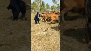 Snake Rescue And Animals the snake 