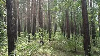 Грибной дождь.