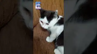 My sweetie cat 