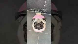The cutest PUG CHOMPS 🦷😍 