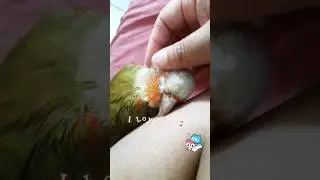 Cutest bird #bird #conure #parrot #shortviral
