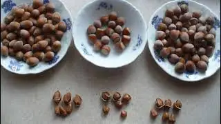 фундук. РАЗМЕР ИМЕЕТ ЗНАЧЕНИЕ 2 часть.!!! large varieties of hazelnuts.!!!