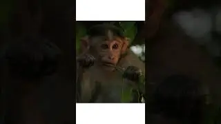 wildlife photography