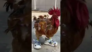 someone put a rooster in shoes