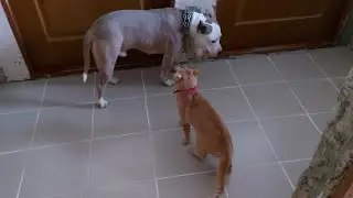Стафф убийца vs Кот боевой клич))