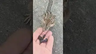 брундучек,запасы на зиму