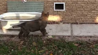 Маша обследует двор