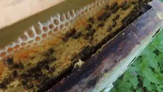 Бакфаст из Белоруссии