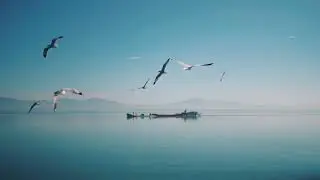 । Copyright-free, No copyright stock footage, Royalty-free videos for youtube || Seagull