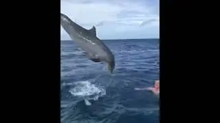 Dolphins are not boring |  funny animals | #petvideos  #funnyanimalvideos