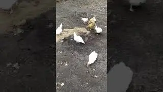 Свободный выгул.