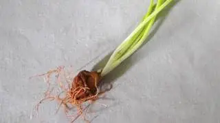 Mitosis in Onion Root Tip - Amrita University