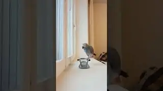 Gosha the Parrot 