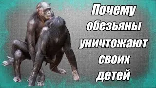 Why do monkeys kill their children?