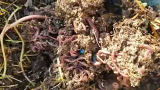 Basic rules for feeding worms in boxes. Breeding worms for fishing