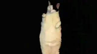 Cat im a Kitty Cat song
