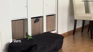 Slightly more Funny parrots