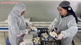 She quit teaching and wrote a success story in agriculture by producing 2 tons of mushrooms a day.