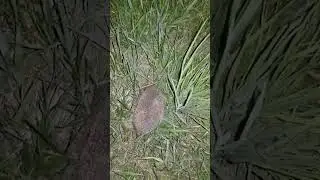 Ёжик прыгает