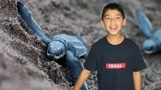 Leatherback Sea Turtle Video ( FACTS ) and How To Help