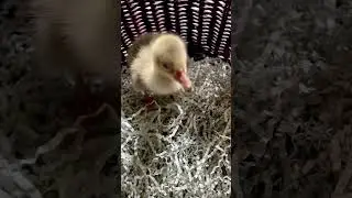 Малыш - гусь Севастопольский / Кудрявый 