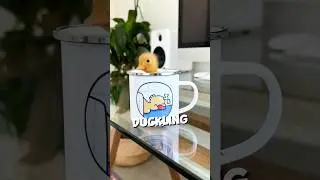 This duckling brought life to the woman's home ❤️ #shorts