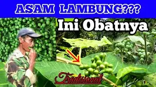 MANFAAT BUAH TAKOKAK OB4T UNTUK ASAM LAMBUNG | JEJAK SI ABAH E17