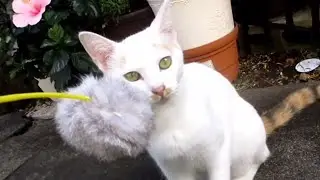 [野良猫]眉毛が可愛い白猫と猫じゃらしで遊んだら可愛いすぎた！[straycat]I played with a cat with cute eyebrows and a cat toy!
