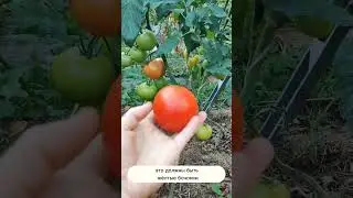 ПЕРЕСОРТ Выросло не то