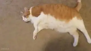 Cat saying hello