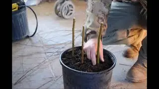 Get Started Growing trees  and shrubs        Start with cuttings