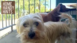 Household foods you should NOT feed your dogs