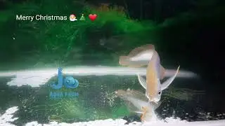 Merry Christmas | Jo Aqua Farm Kottayam