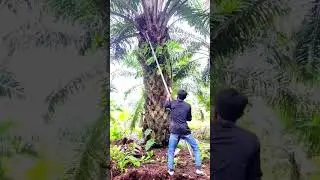 Perbedaan cara panen sawit di Indonesia dan Malaysia 