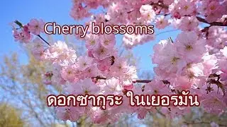 ดอกซากุระงามๆ 🌸🌸/Cherry blossoms