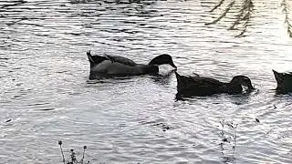 ducks