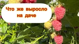 В моем огороде даже что-то выросло😊