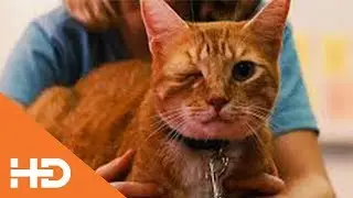 Одноглазый Кот Фред ✶ Одарённая (2017)