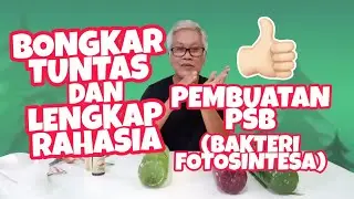 Bongkar Tuntas Dan Lengkap Rahasia Pembuatan PSB (Bakteri Fotosintesa)