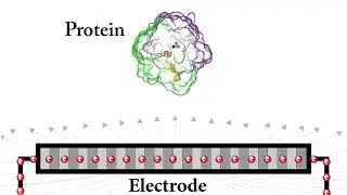 Electrostatic interaction between a protein and an electrode