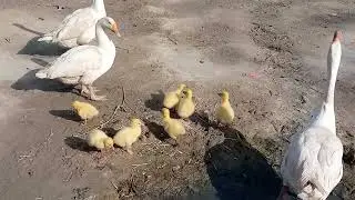 Most beautiful cute baby ducks ||Cute Baby Ducks In Desert Punjab | cute baby ducks playing ||