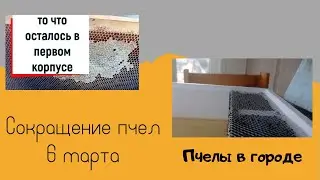 Сокращение пчел в один корпус улья.6 марта