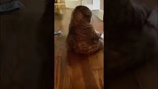 Ну австралийским ученым виднее😂😂😂,умора😂😂😂