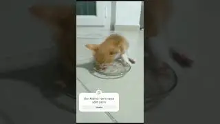 sadece jelibonu özledim:(