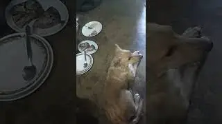 good dog yan