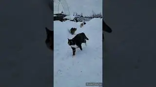 Там на неведомых дорожках...